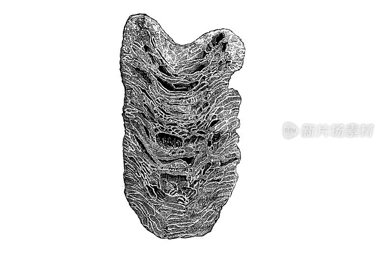Omphyma subturbinatum。志留纪珊瑚化石